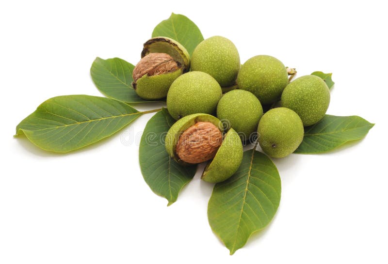 Green nuts with leaves. stock photo. Image of agriculture 125613976