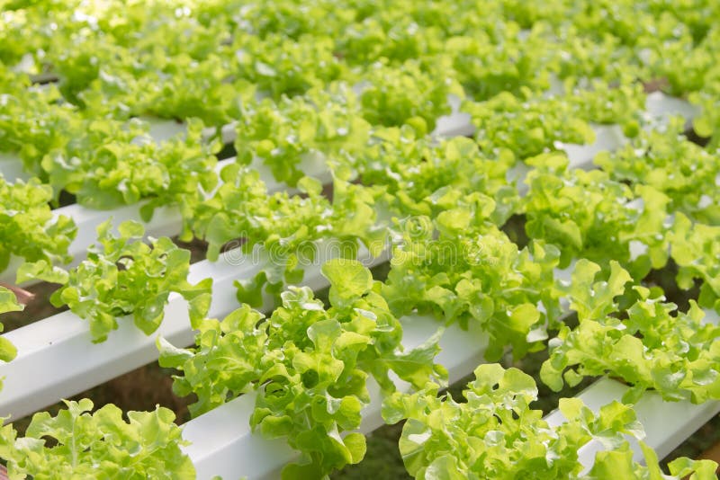 Green oak stock image. Image of growth, farm, vegetable 47588683