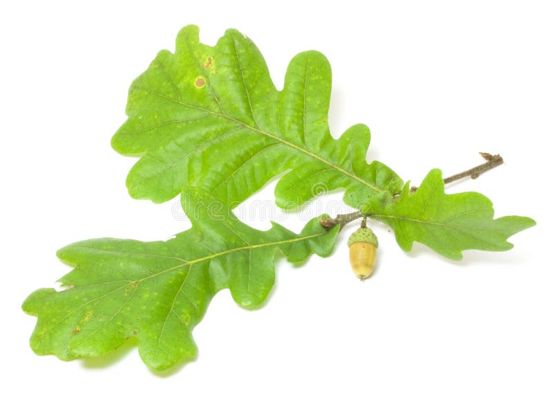 Green oak leaves