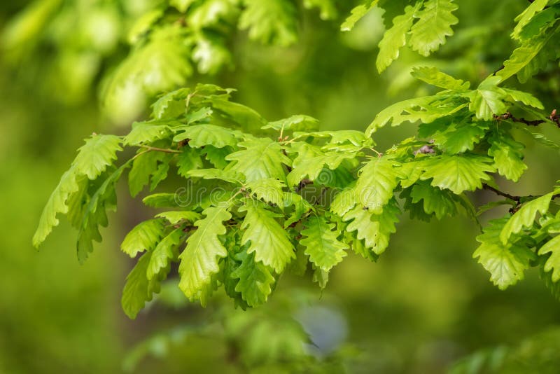 Green oak leaves (Quercus petraea)