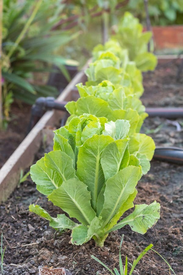 Green Oak Lettuce salad stock image. Image of group - 145363401
