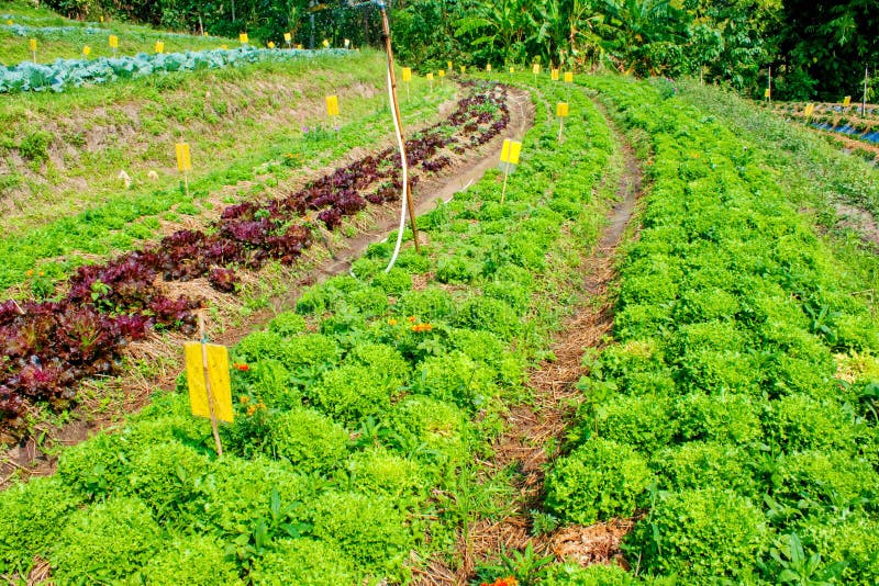 Green Oak and Red Oak in Hydroponic Vegetable Farm Stock Image Image