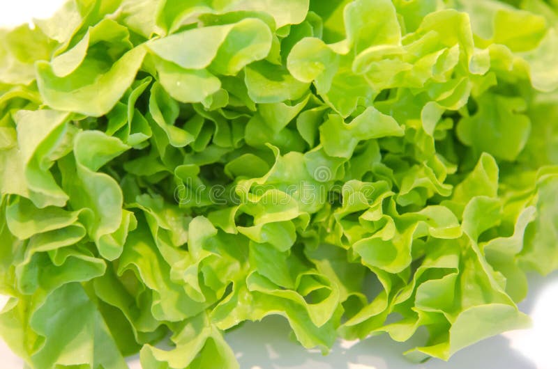 Green oak salad stock photo. Image of minerals, food - 157240208