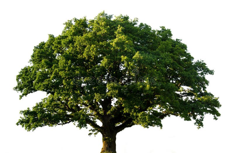 Green oak tree isolated stock image Green oak tree isolated stock image