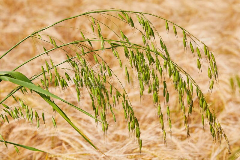 Green oat ears of wheat