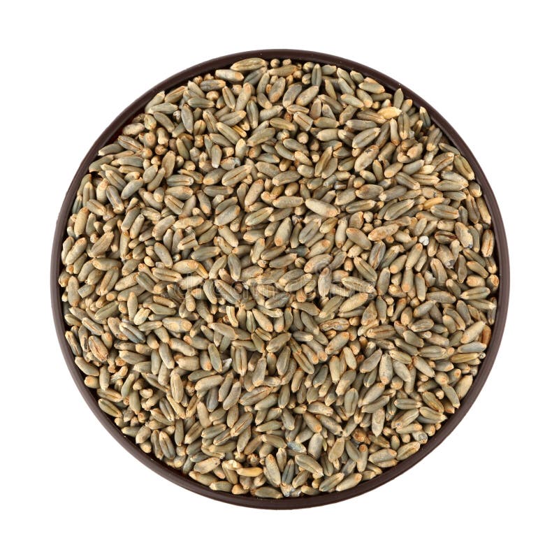 Green oat grain stock image. Image of white, object, uncooked 29892085