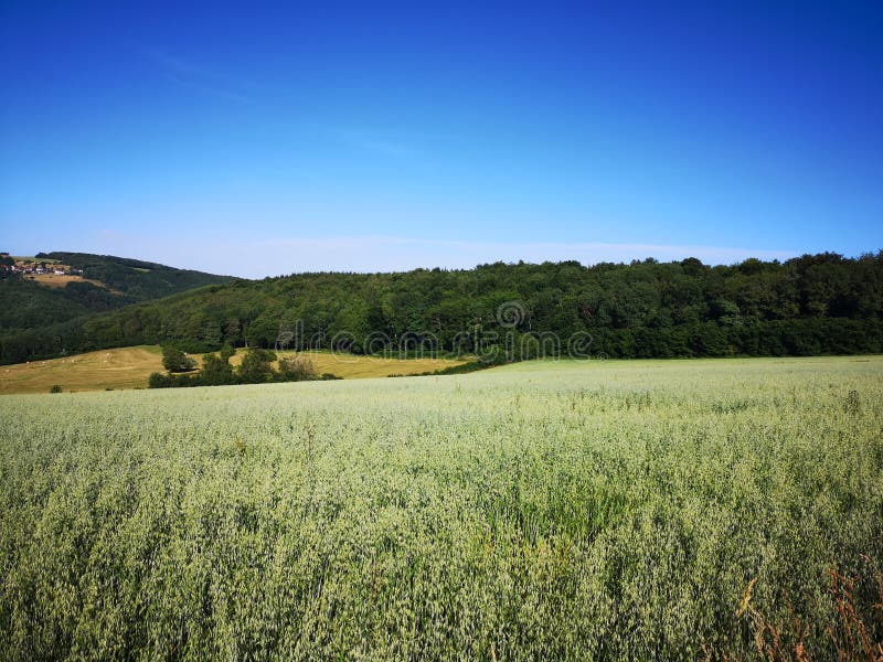 Green oats field with forest and blue sky. Green oats, avena sativa, cereal planted field with forest behind a blue sky in summer stock photo Green oats field with forest and blue sky. Green oats, avena sativa, cereal planted field with forest behind a blue sky in summer stock photo