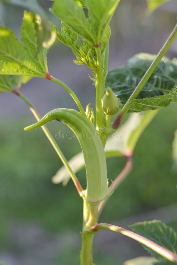 Green Okra tree in vegetable garden royalty free stock photos