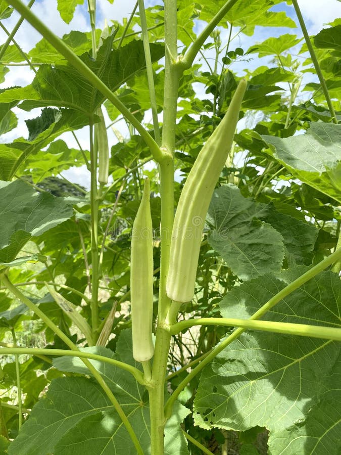 Green okra tree in vegetable garden royalty free stock photography