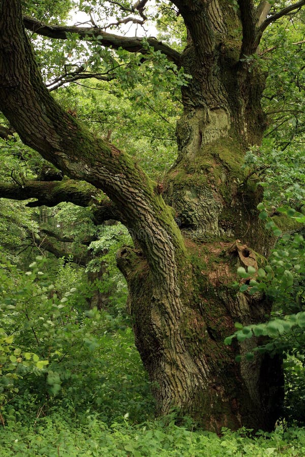 Green , old oak.