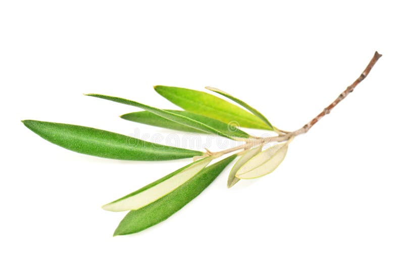 Green olive branch