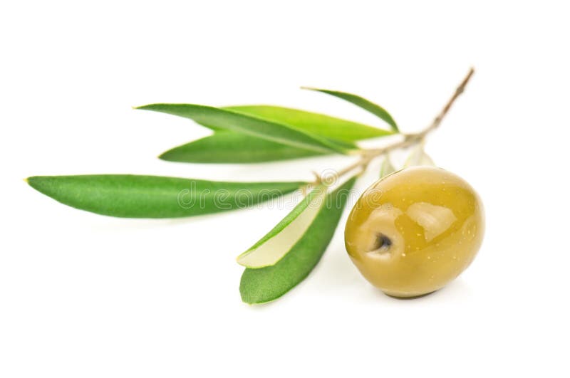 Green olive stock photo. Image of party, gourmet, celebration 4603706