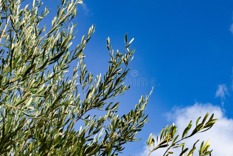 Branches with Leaves of Olive Tree Stock Photo Image of closeup, agriculture 104703582