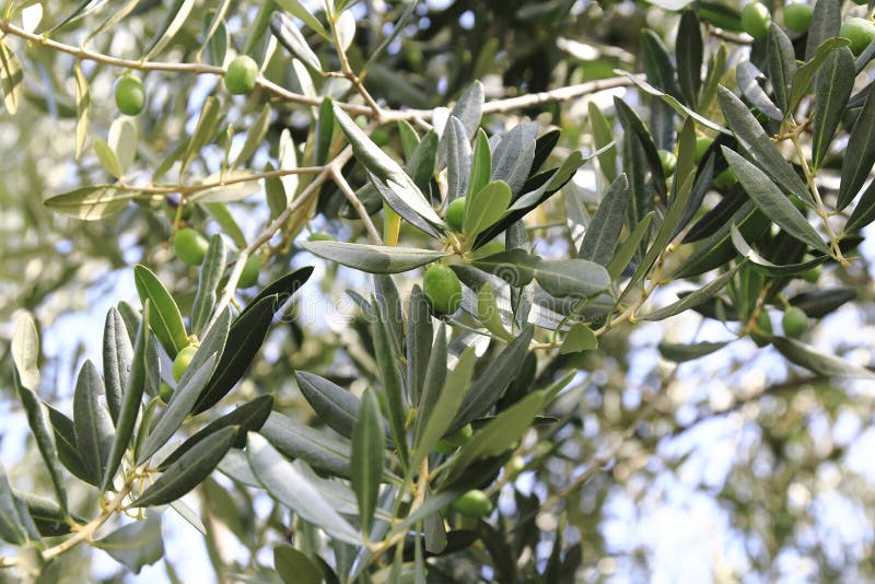 Green Olive at a Olive Tree Stock Image Image of core, arrangement