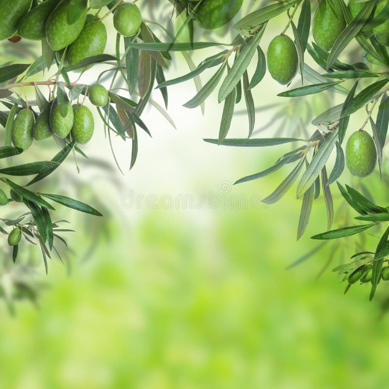 Green olive tree closeup on abstract background