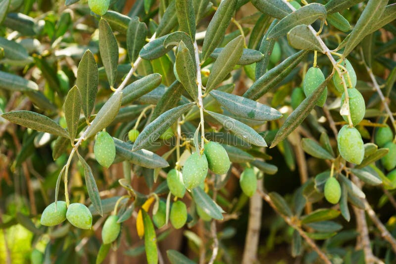 Green olives stock photo. Image of fruit, tree, fuit 26451186