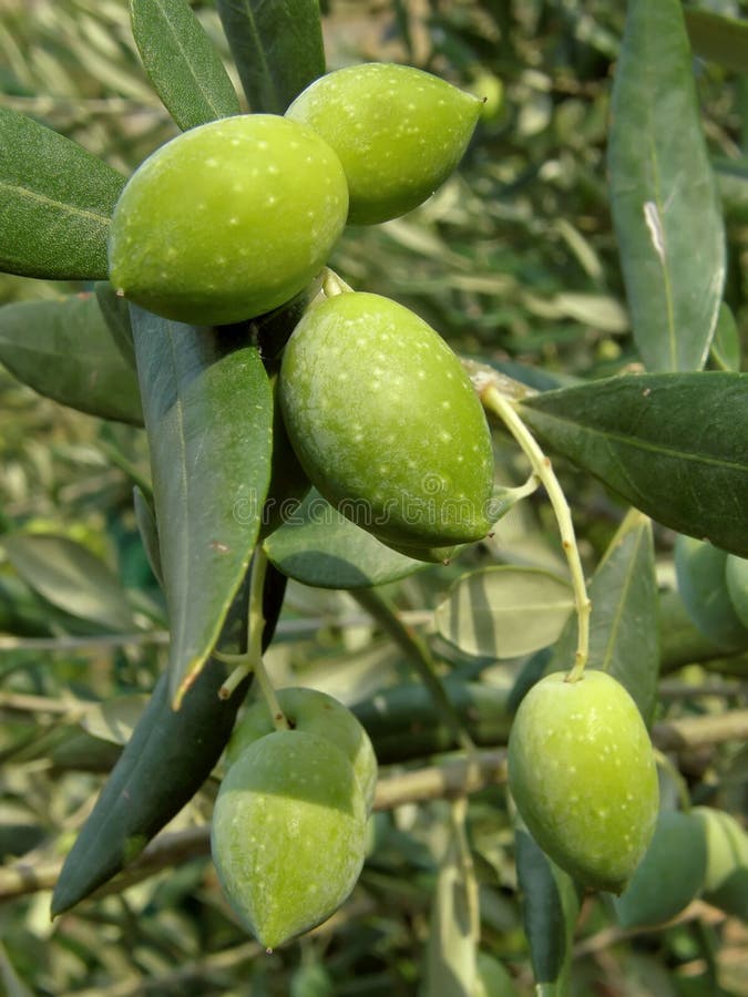 Green olives tree stock photo. Image of fresh, cuisine 14838802