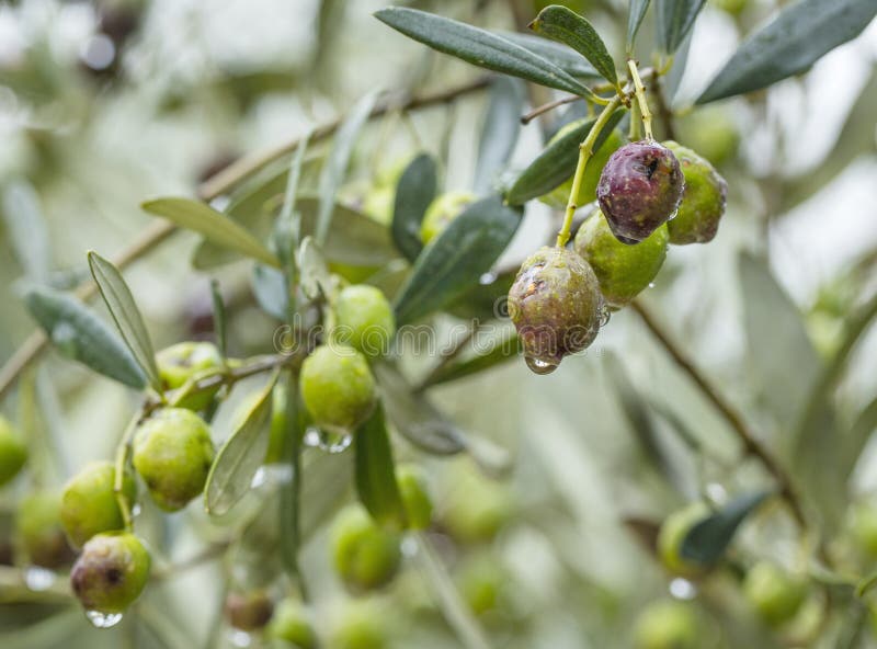 Olives with Dew Drops on the Branch of Olive Tree. Selective Focus