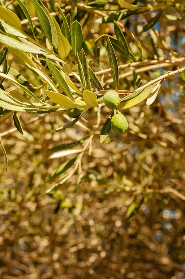 Green Olives Growing in a Branch of Tree in Greece, Rhodes Stock Photo
