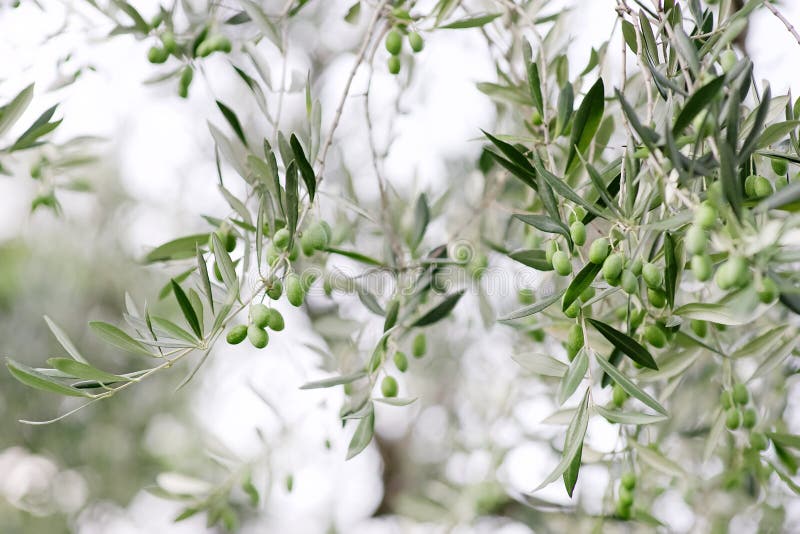Green olives and leaves plant stock photography Green olives and leaves plant stock photography