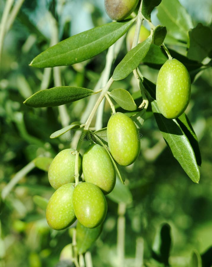 Green olives on a tree stock image. Image of healthy 12463773