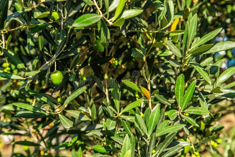 Green olives on a tree. stock photo. Image of branch 119226610