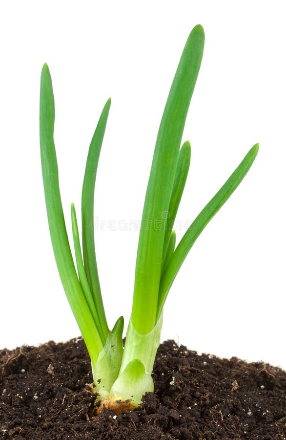 Green onion