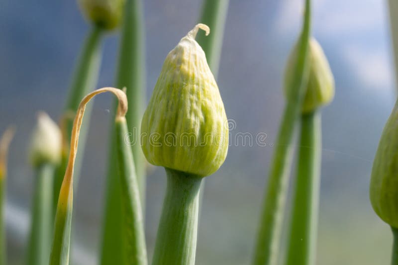 Onion buds stock photo. Image of decorative, stem, rays 29043034