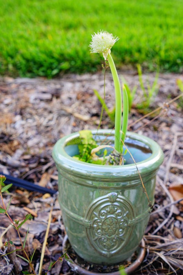 Green onion flower stock image. Image of compost, onion 114472767