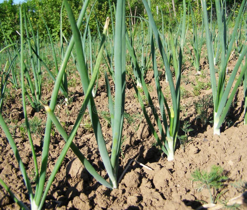 Onion, Garden Onion, Scallion, Potato Onion, Multiplier Onion, Egyptian