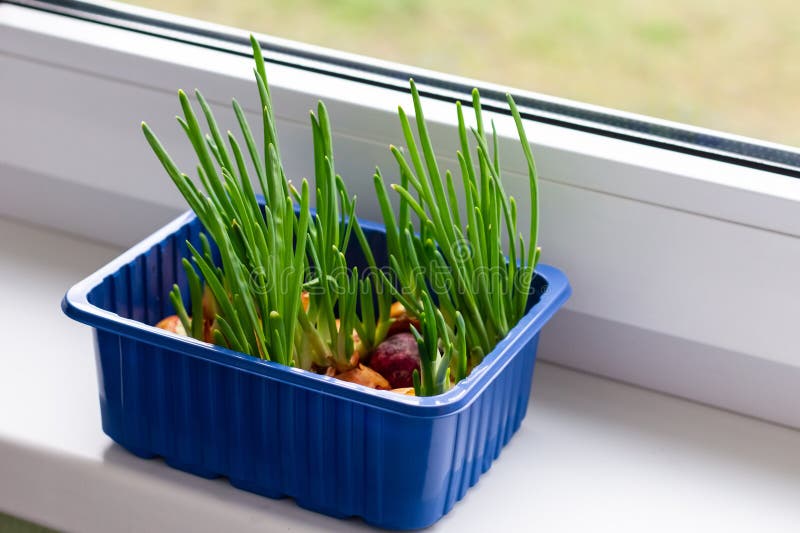 Green Onion Growing in the Plastic Container on the Windowsill. Home