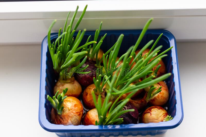 Green Onion Growing in the Plastic Container on the Windowsill. Home