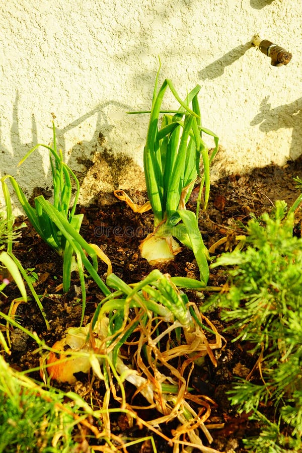 Green onion stock photo. Image of fence, onion, blue 113608154