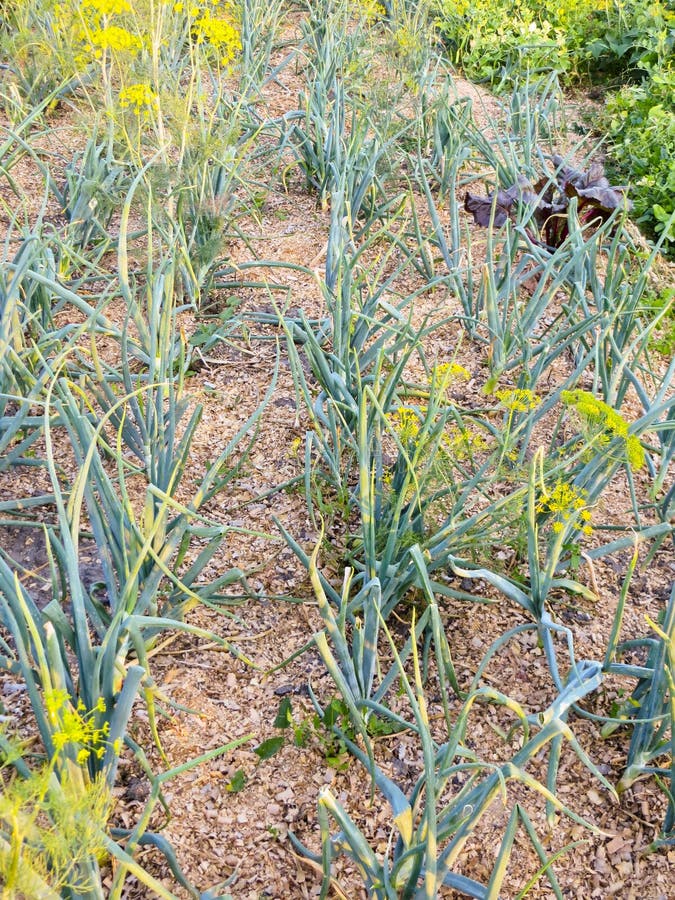 Green Onion Grows in the Garden Stock Photo Image of farmland, food