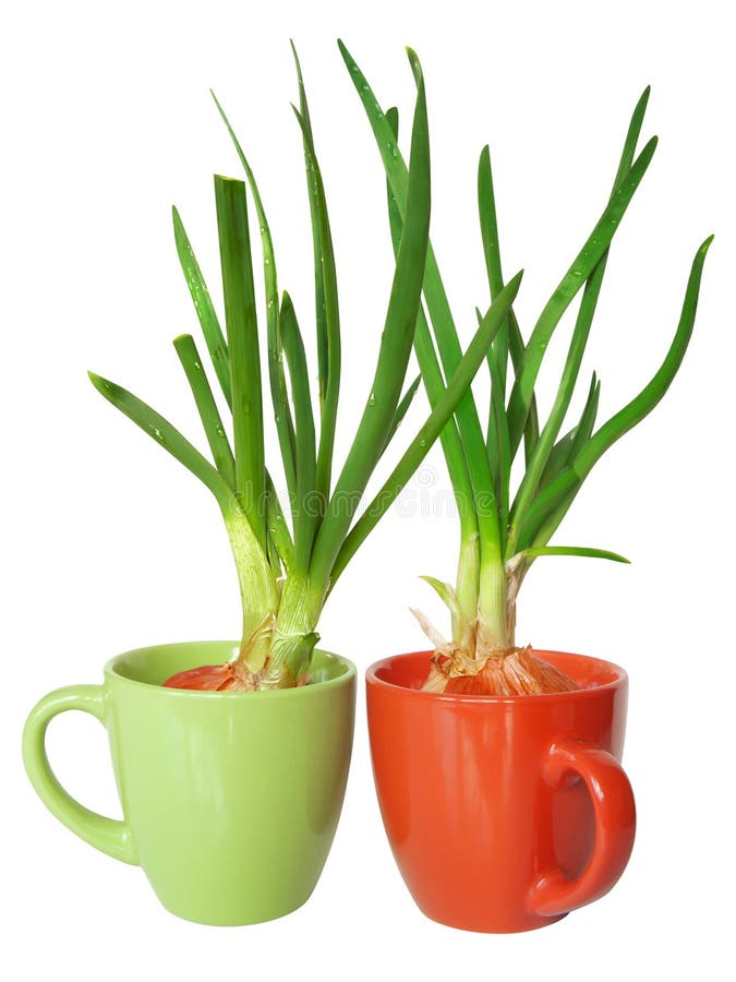 Onion Honey Lemon Tea for Colds and Cough Stock Photo Image of healing, remedy 65567852