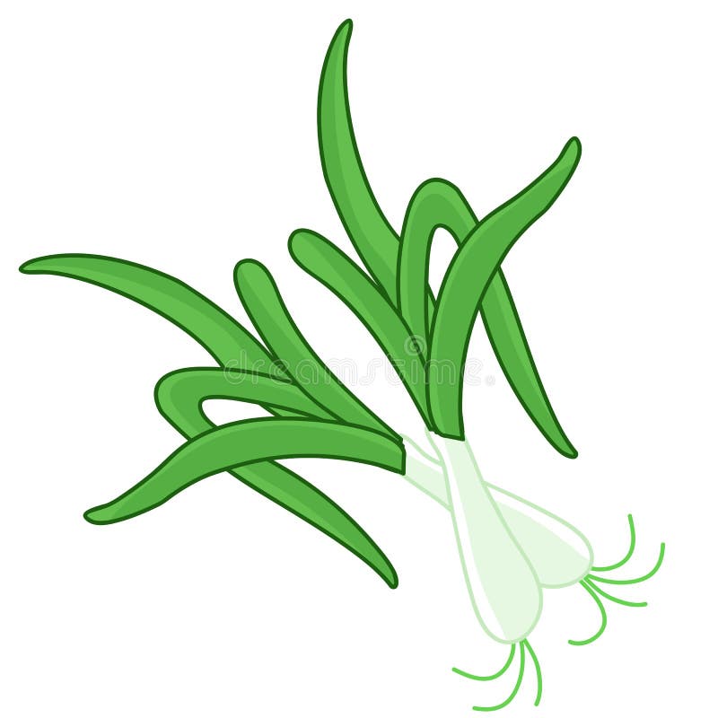 Green Onion Isolated Illustration Stock Vector Illustration of bunch, restaurant 32412071