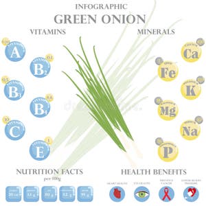 Green Onion Nutrition Facts And Health Benefits Infographic Stock 