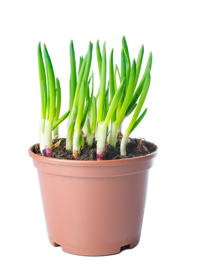 Green onion in a pot stock image. Image of onion, plant 37479637
