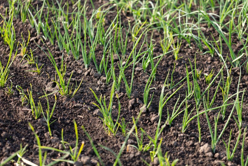 Green onion sprouts stock image. Image of freshness 237667803