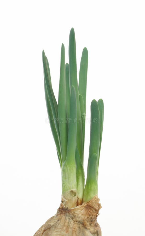 Green onions stock photo. Image of healthy, vitamins 14125586