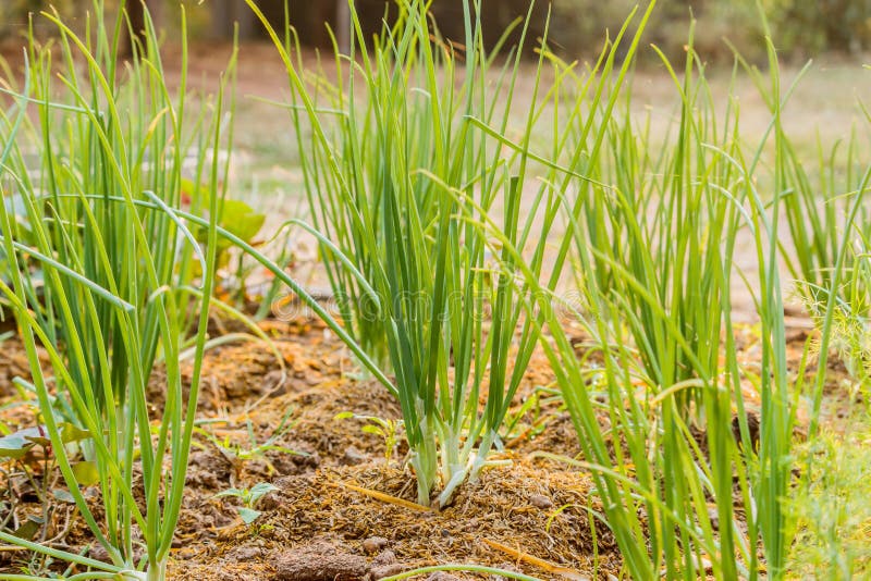 The Green Onions Grow in a Kitchen Garden. Stock Photo Image of soil, plant 88709268