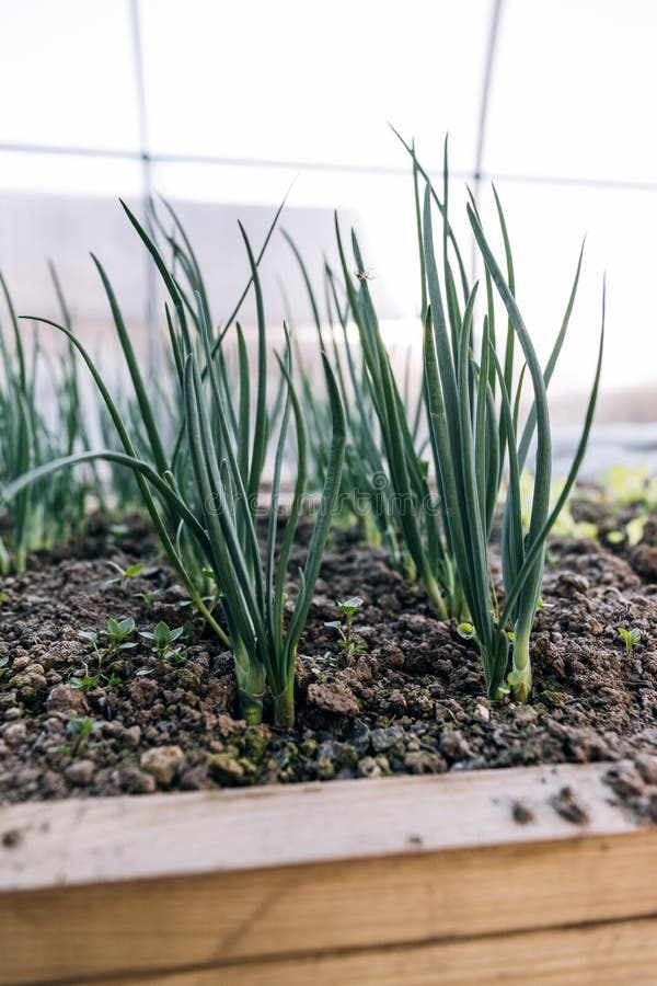Green Onions Growing in the Greenhouse. Young Spring Rows Onions in the Ground Stock Image