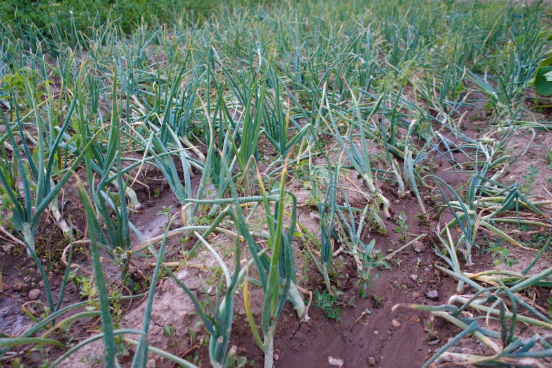 Green onions stock image. Image of digestion, onion 169029111