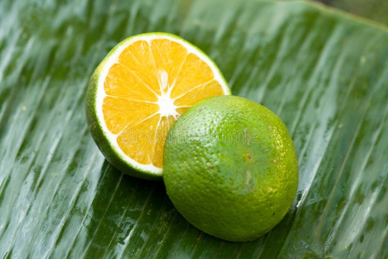 Green orange stock image. Image of climate, nutrient - 14256445