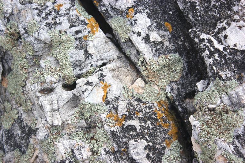 Green and Orange Moss on Stone Stock Photo - Image of organic, cavity ...