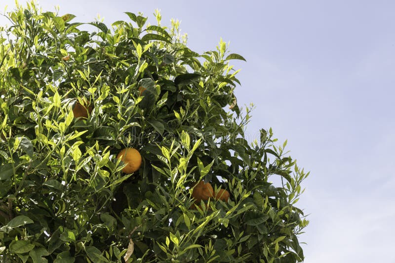 Orange tree in spain stock photo. Image of produce, garden 224100590