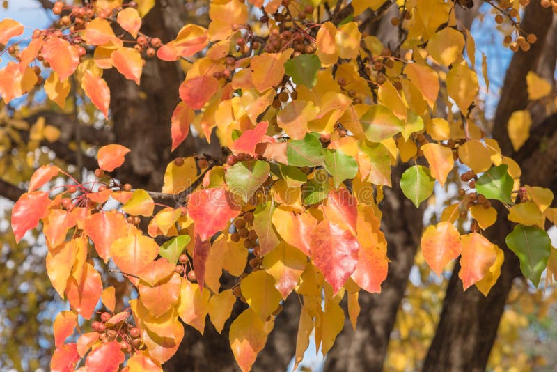 Green, orange, yellow, red fall leaves color of Bradford pear or Pyrus calleryana tree in America
