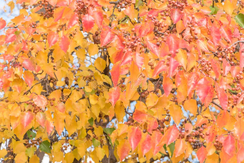 Green, orange, yellow, red fall leaves color of Bradford pear or Pyrus calleryana tree in America