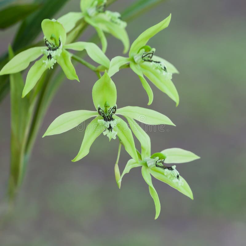 127,992 Green Orchid Flower Stock Photos Free & RoyaltyFree Stock