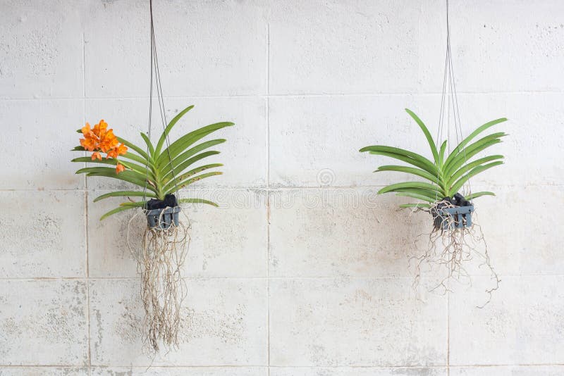 Green orchids grown in plastic pots hanging on vintage walls. stock photography Green orchids grown in plastic pots hanging on vintage walls. stock photography
